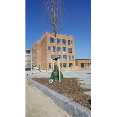 BG Byggros vandingspose på 75 liter monteret omkring et ungt træ på en byggeplads. Posen er mørkegrøn og lavet af UV-bestandigt PVC med træstøtter.