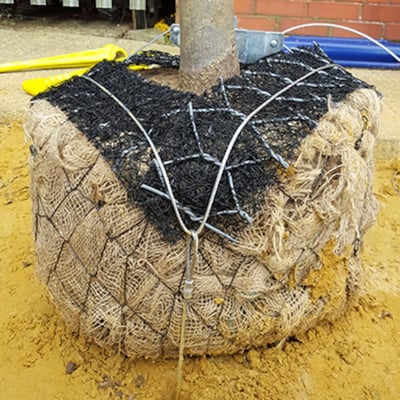 Byggros RF1P forankringssystem til rodklump med 4 meter wire, vist i jord med et stammefæste i metal.