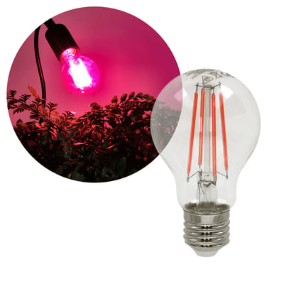 Kobi PLANTY FGS LED-grolyspære på 8 W med klart glas lyser lilla over planter og viser filamenterne.