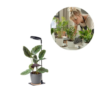 Kobi VERDI V2 sort plantelys står ved en potteplante med lampen over bladene; en indsat scene viser en person, der passer planter.