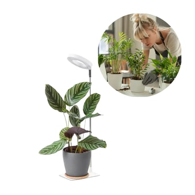 Kobi VERDI V2 plantelys i hvid med justerbar stang over en potteplante; en kvinde passer planter i et indsat motiv.