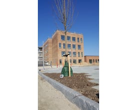 BG Byggros vandingspose på 75 liter monteret omkring et ungt træ på en byggeplads. Posen er mørkegrøn og lavet af UV-bestandigt PVC med træstøtter.