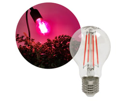 Kobi PLANTY FGS LED-grolyspære på 8 W med klart glas lyser lilla over planter og viser filamenterne.