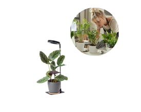 Kobi VERDI V2 sort plantelys står ved en potteplante med lampen over bladene; en indsat scene viser en person, der passer planter.