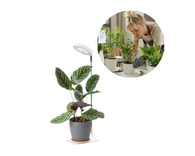 Kobi VERDI V2 plantelys i hvid med justerbar stang over en potteplante; en kvinde passer planter i et indsat motiv.