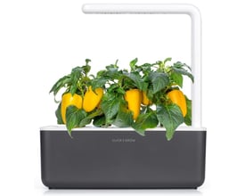 Click & Grow smart have med fire planter af gul sød peber, der er fuldt udvoksede og klar til høst.