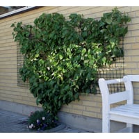 Expo-net havehegn, 1 x 25 m, 50 x 50 x 3,0 mm, grn 150L