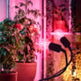 Kobi PLANTY CLIP DUO klemmelampe lyser på tomatplanter med et pink grolys i et plantehjørne.