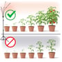 Illustration viser Kobi VITARO 4 ST plantelys ved tomatplanter i forskellige vækststadier.