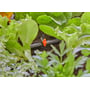 Gardena Micro-Drip-System reguleringsventil monteret på en drypvandingsslange mellem frodige grønne planter.