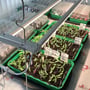 LEDlife Max-Grow 2.0 vækstsæt monteret over grønne bakker med spirende planter.