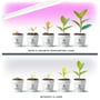 Illustration sammenligner planters vækst med og uden Kobi GROWLY LED-vækstlysarmatur over potterne.