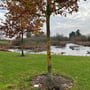 Light By Juul Gold nedgravningsspot monteret ved foden af et træ i en græsplæne ved en dam.