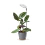 Kobi VERDI V2 plantelys i hvid står bag en grøn potteplante med den runde lampe rettet mod bladene.