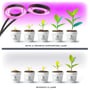 Illustration af Kobi VITARO RING 2 CLIP plantelys over planter i potter vist gennem fem ugers vækst.