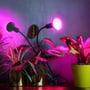 Kobi PLANTY CLIP DUO grolys bruges blandt grønne potteplanter, hvor den ene fatning lyser pink.