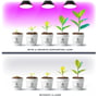 Illustration af Kobi PLANTY LED-grolyspære, der belyser planter, med vækst over fem uger sammenlignet med planter uden lampe.