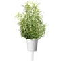 Click & Grow rosmarin refill med frisk grønne blade, monteret i en hvid plantekapsel med stamme, isoleret på hvid baggrund.