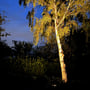 Light By Juul Gold nedgravningsspot lyser varmt op på træstammer og grene i en mørk have.