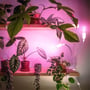 Kobi PLANTY CLIP DUO klemmelampe lyser på planter fra en hylde med rosa grolys.