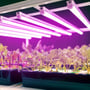 Flere Kobi GROWLY LED-vækstlysarmaturer lyser pink over planter i plantebakker.