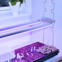 LEDlife Pro-Grow 2.0 vækstlys monteret over spirebakker med planter, der lyser med lilla-blåt lys.