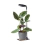 Kobi VERDI V2 sort plantelys er placeret over en grøn potteplante, med den justerbare stang monteret på pottens fod.