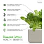 Click & Grow Romaine Salat refills, viser sundhedsfordele som A- og C-vitaminer, godt for kolesterol og knogler.