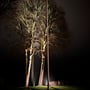 Light By Juul Gold nedgravningsspot big lyser træstammer op fra græsset i en mørk have om aftenen.