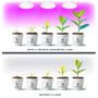 Illustration af plantevækst over fem uger med og uden vækstlys fra Kobi PLANTY LED-grolyspæren.